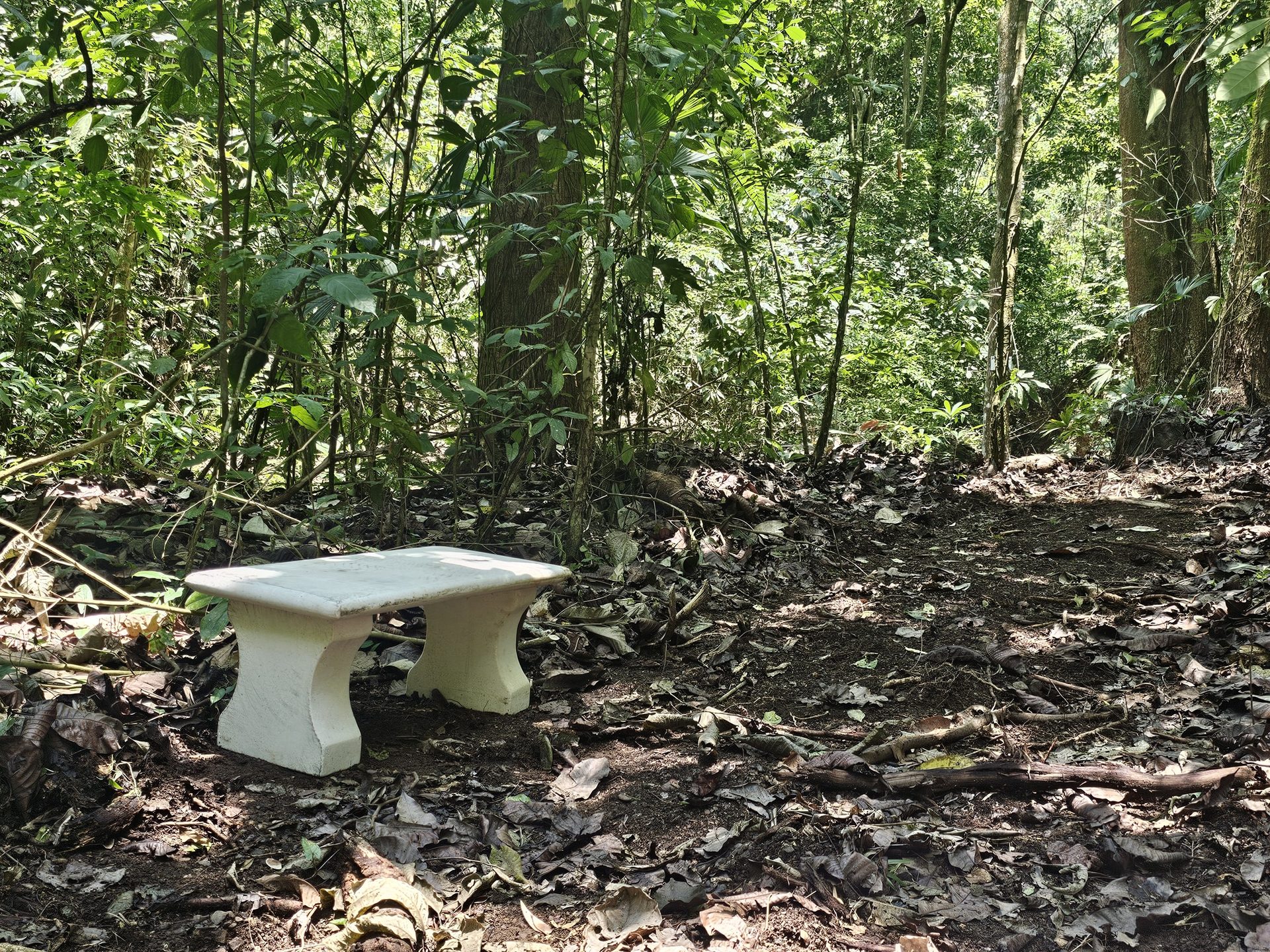 A cast stone bench on leaf litter under closed canopy