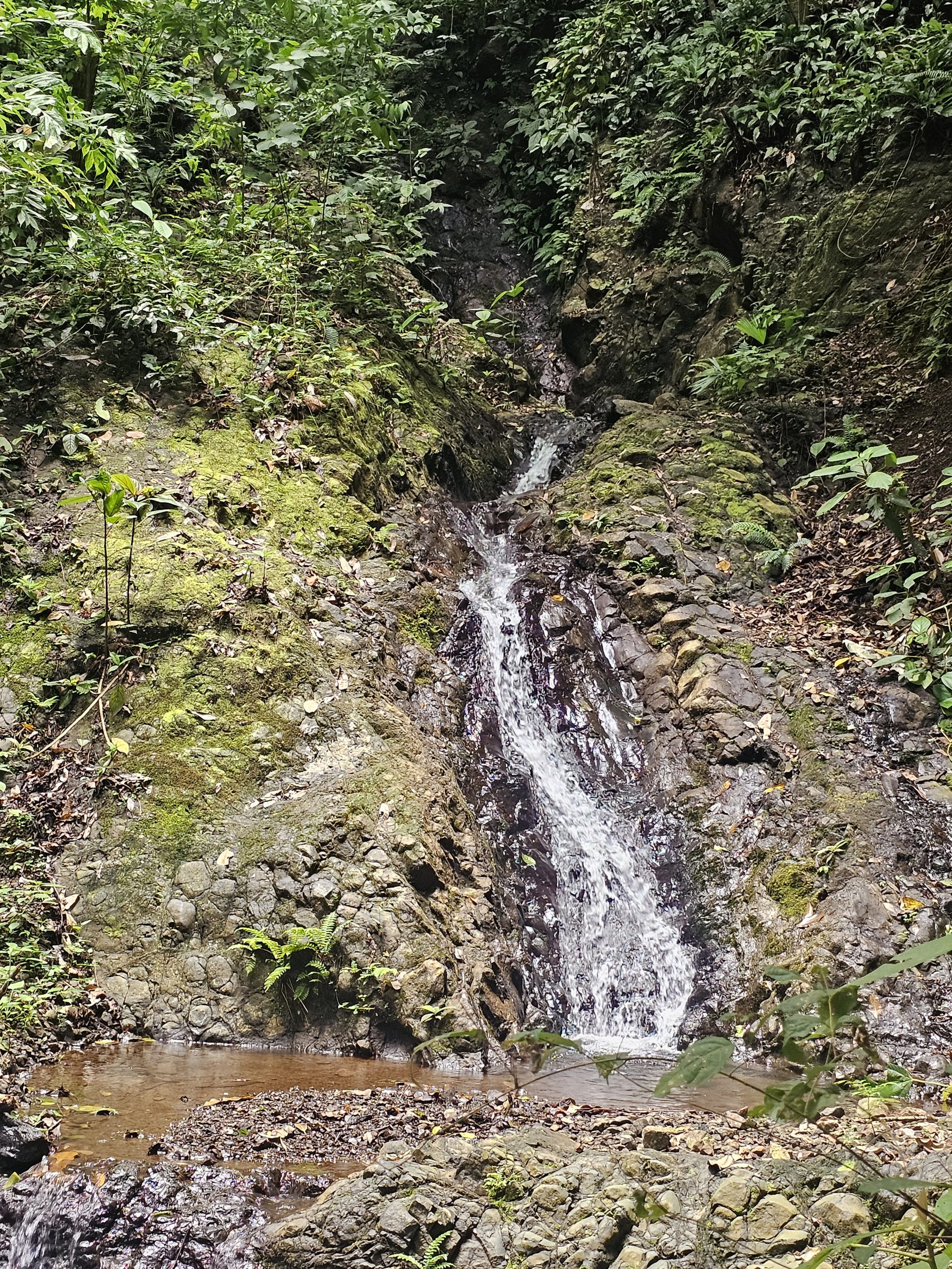 Water running down a mossy rock face into a shallow pool, ferns and understory on both sides