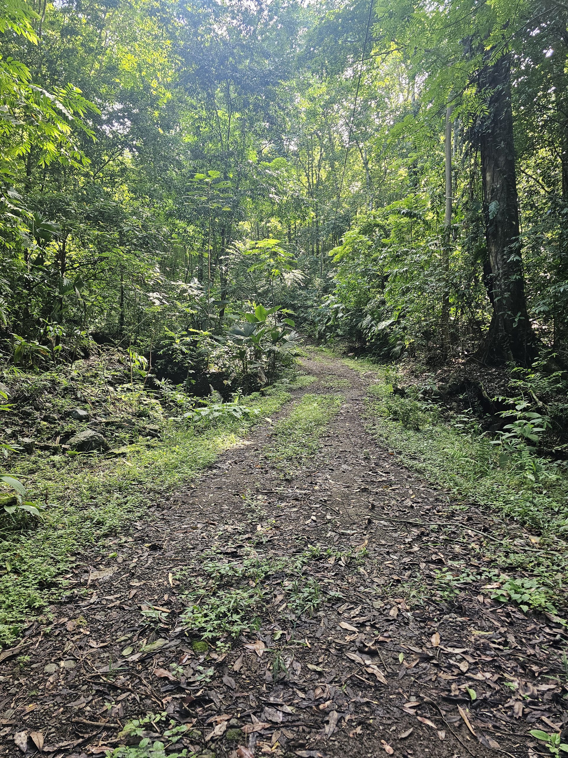 An earth road with two wheel tracks climbing through green forest, tall trees on both sides