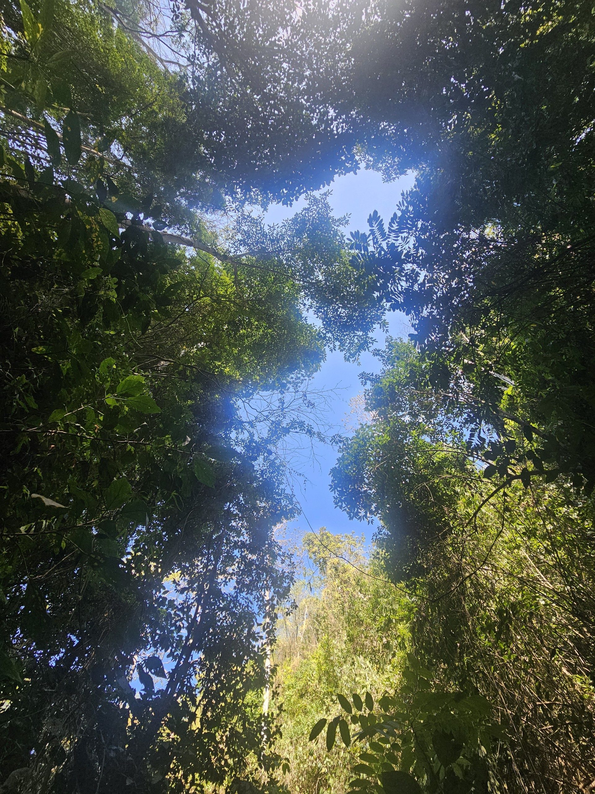 Looking straight up through the closed canopy to a gap of blue sky
