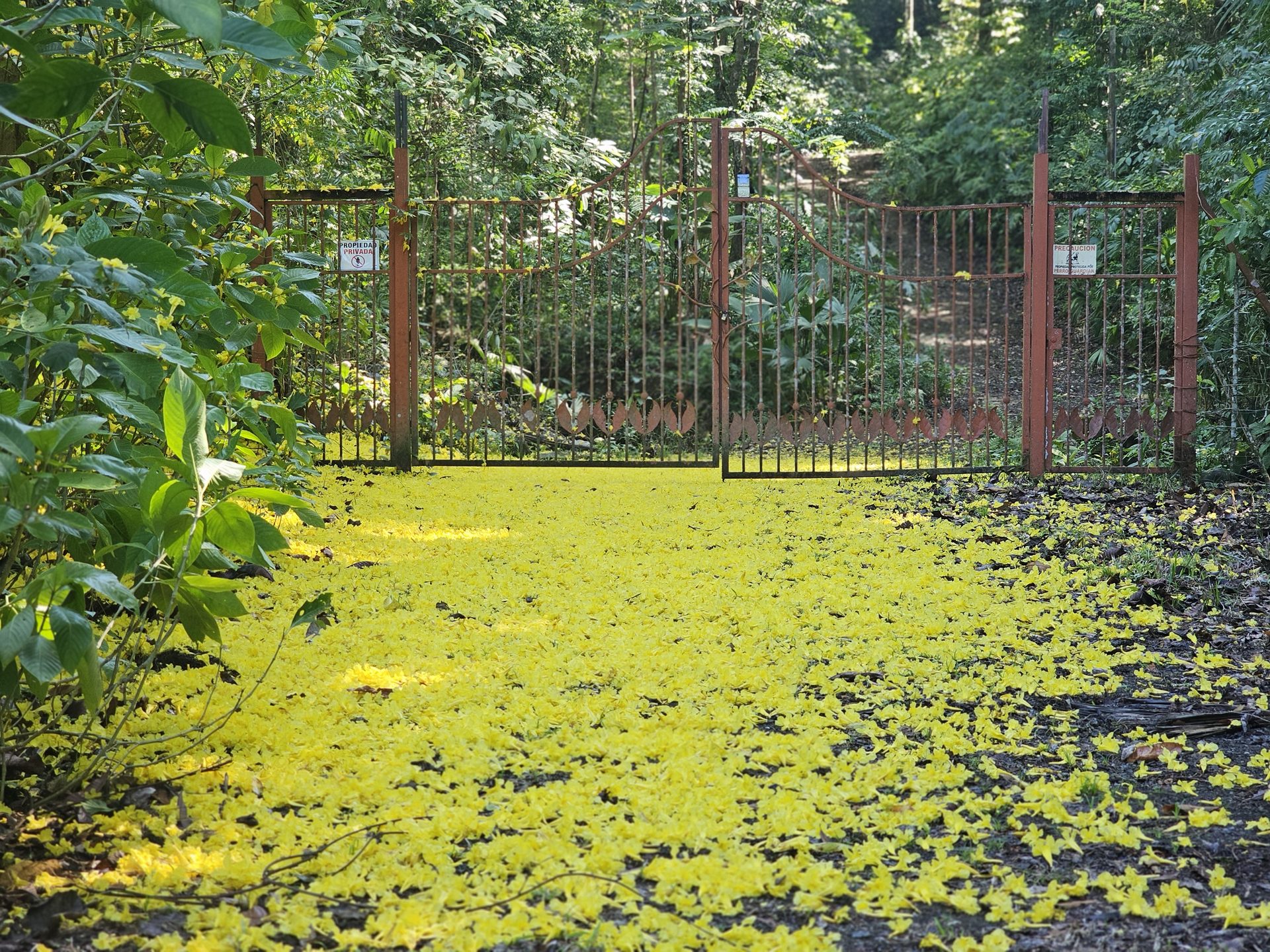 The rusted wrought iron double gate closed across the entrance track, the ground in front of it carpeted in fallen corteza blossom