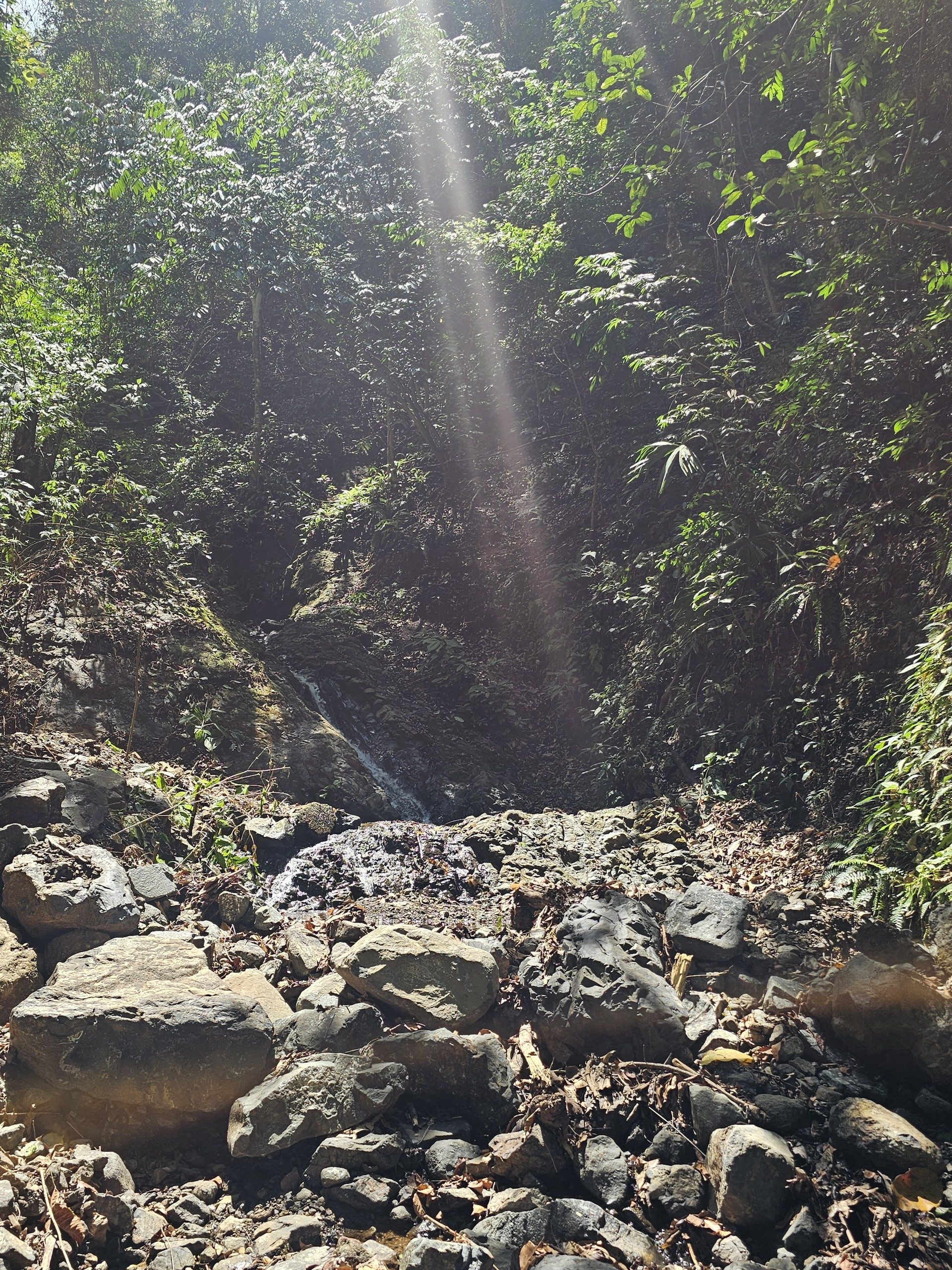 The rock bed stream running under closed canopy, one shaft of light on the water