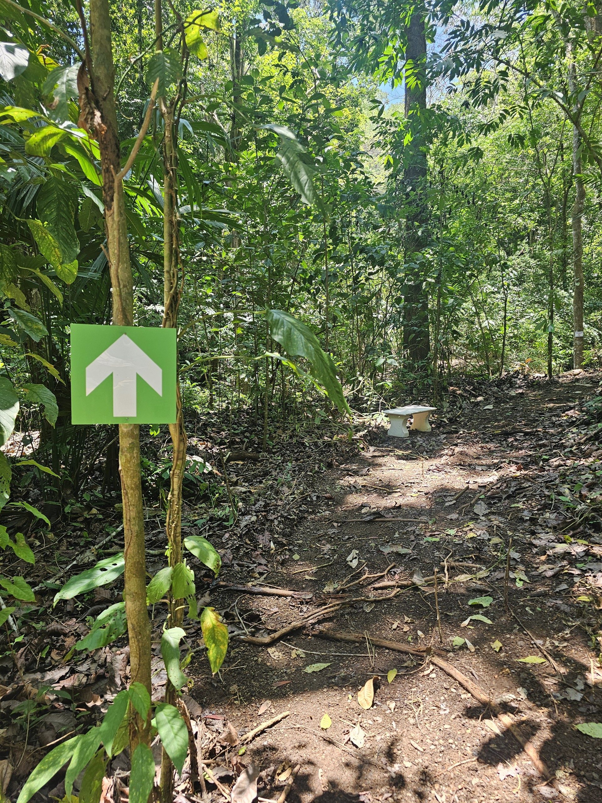 A green arrow marker nailed to a trunk on the trail, with a stone bench beyond