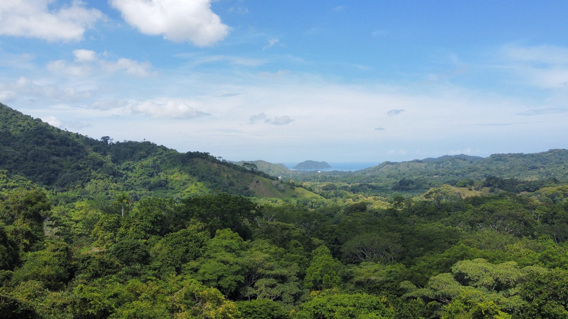 The forested ridges falling away west toward the Pacific, seen from above the canopy